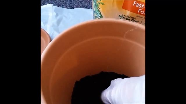 Пересадка лимона Мейера / changing a pot of Meyer lemon tree смотреть онлайн