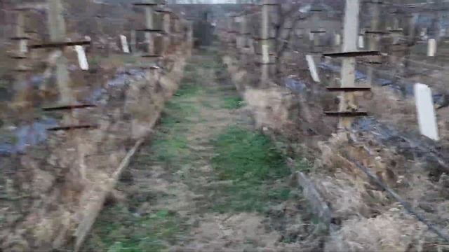 Хранение виноградной лозы смотреть онлайн