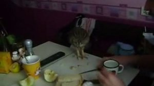 Ушастая сова пытается определиться в своих органолептических предпочтениях