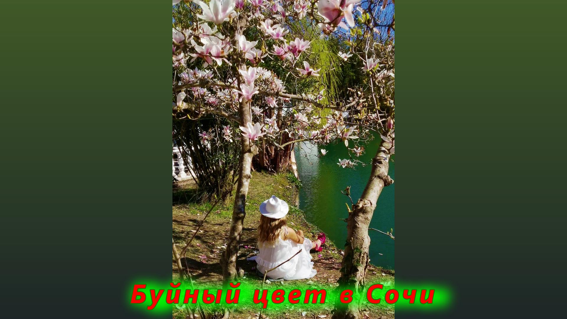 Буйство цвета в Сочи сегодня, зацвела магнолия смотреть онлайн