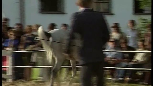 5 Арабские лошади смотреть онлайн