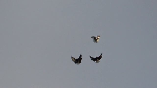 голуби 3шт при Бори