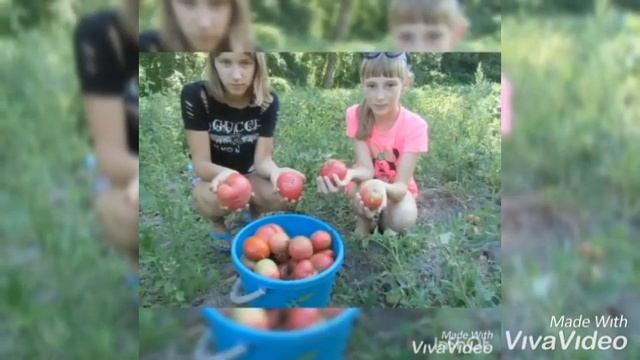 Видеоотчёт "Агротехнические приёмы" смотреть онлайн