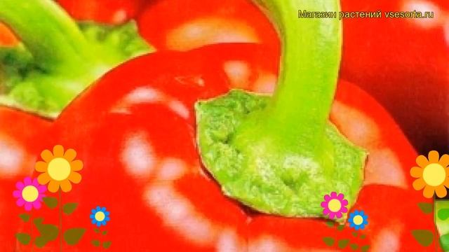 Перец сладкий Красный бант. Краткий обзор, описание характеристик, где купить Krasnyi bant смотреть онлайн