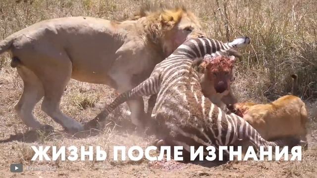 Вот Почему Львы Самцы Так Ужасно Заканчивают Жизнь смотреть онлайн