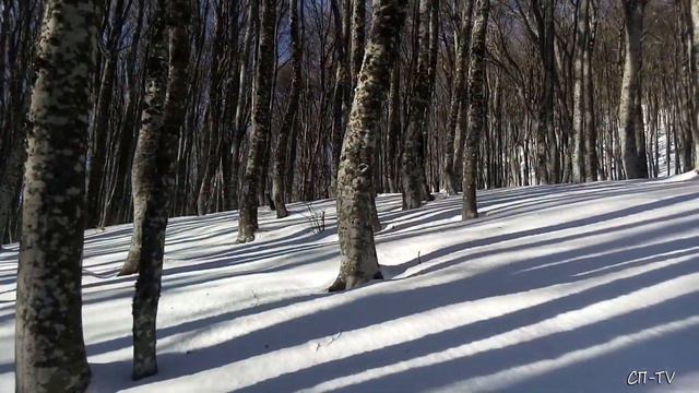 Ангарский перевал. Высокогорный лес в снегу смотреть онлайн