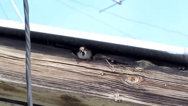 полевой воробей в домике