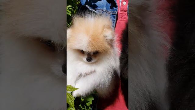 Маленькие ляльки. смотреть онлайн