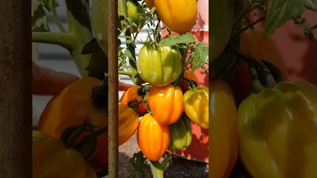 Сорт томата "Калифорнийский Тюльпан (Kalifornia Tulip)?☀️ смотреть онлайн