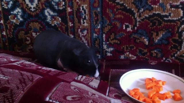 Морская свинка скинни смотреть онлайн