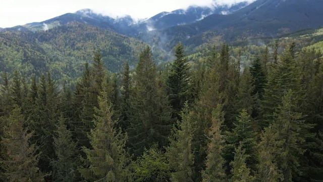 Нежная музыка, успокаивает нервную систему и радует душу 🌿 лечебная музыка для сердца и сосудов #9 смотреть онлайн