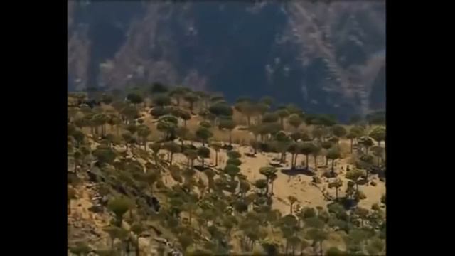 Socotra Island, Yemen - Most Bizarre Ever Seen