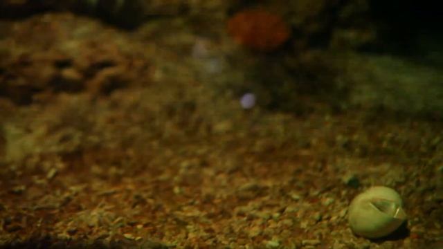 Черноперые рифовые акулы в торговом центре Флагман Иркутск смотреть онлайн