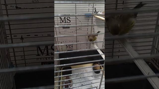 Канарейки, разведение и знакомство с частью моих птичек. смотреть онлайн