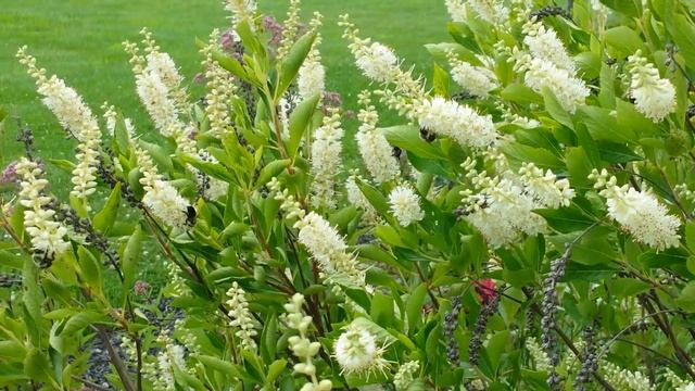 Clethra And Bees