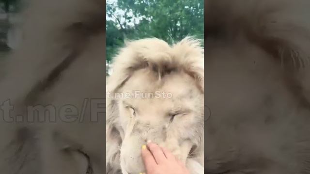 Пуууп смотреть онлайн