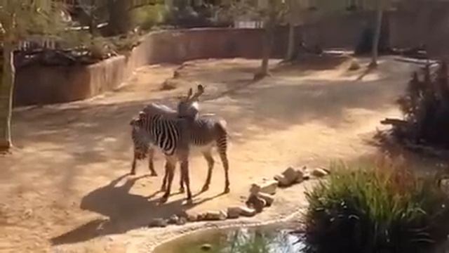 Zebra mating at LA Zoo смотреть онлайн