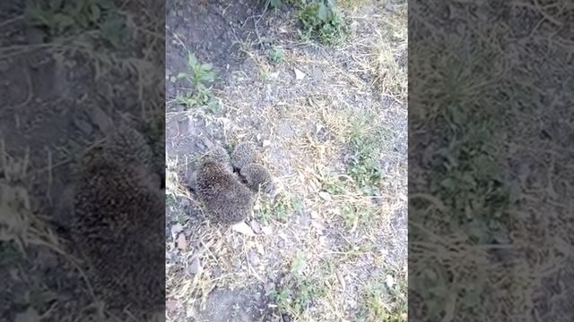 Ежиха с маленькими ежатами смотреть онлайн