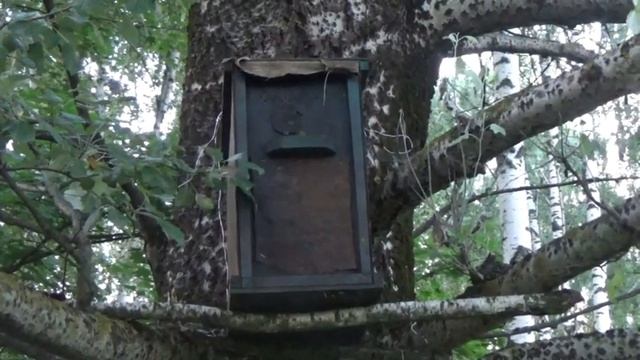 Проверка ловушек для пчёл 18.08.20. Закрытие сезона. смотреть онлайн