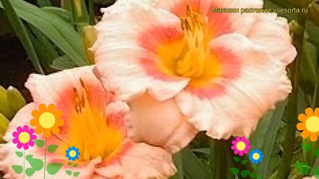 Лилейник гибридный Блаш Пинк Ай. Краткий обзор, описание характеристик Hemerocallis Blush'n Pink Ey