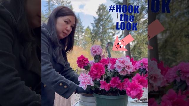 Brilliant and Easy Way to care Azalea #homeNgardenwithLen смотреть онлайн