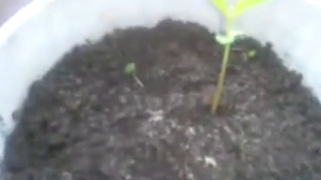 Выращивание : Японские сосны (1 Месяц), САКУРА (2 недели) Bonsai , Бонсай смотреть онлайн