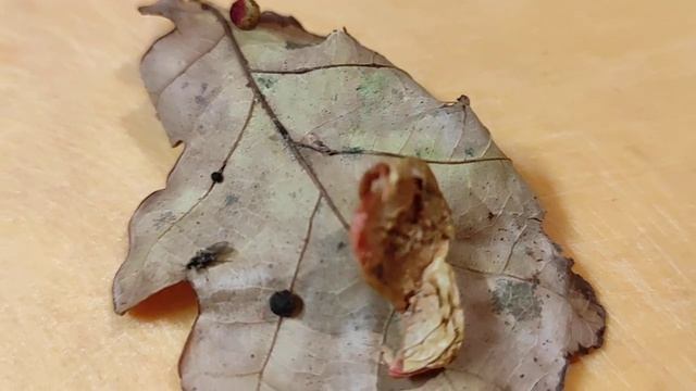 орехотворка(2) смотреть онлайн