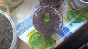 Как вырастить лимон в домашних условиях? #как_вырастить #лимон #домашние_условия #с_косточки