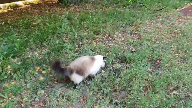 Кошка Моника| Моника на дереве| Невская Маскарадная| Monica Cat смотреть онлайн