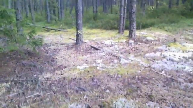 БЕЛЫЙ ГРИБ 2017! смотреть онлайн