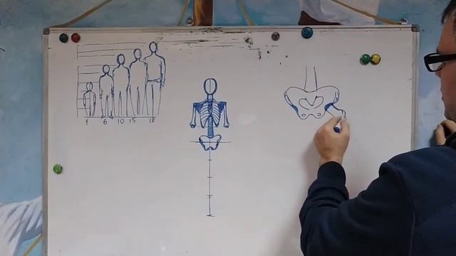 Малювання людини. Скелет та пропорції людини. смотреть онлайн