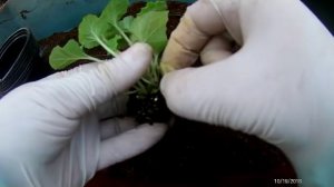 Примула, примула обконика, отличия,  технологии выращивания.