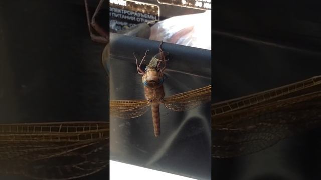 Стрекоза поедает слепня смотреть онлайн