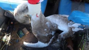 Охота на лебедя с лодки в Астрахани, октябрь 2016 г.