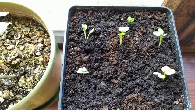 Редис на балконе. Видео отчёт через сутки. 26.04.2020г. смотреть онлайн