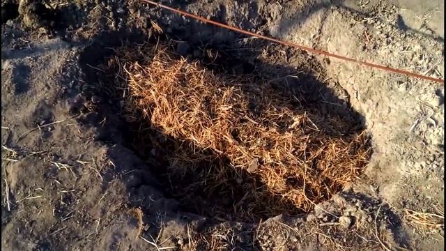 Сухое укрытие однолетних кустов винограда хвоей под шифером или плёнкой смотреть онлайн