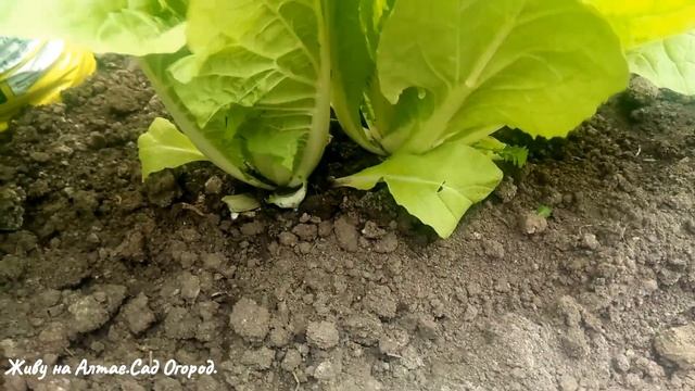 Огурцы и Пекинская капуста в теплице. Обзор на 20мая.