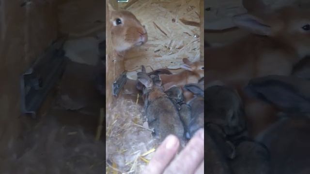 Крольчата миксы. помест бургундской породы и советской шиншиллы смотреть онлайн