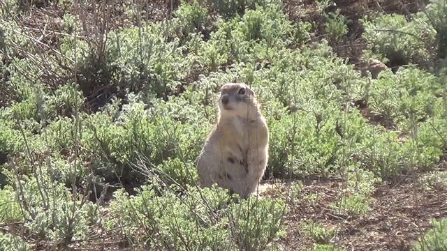 ЧЕЛОВЕЧЕСКИЕ КОСТИ. ПОВЕРХНОСТЬ "МАРСА" - ЭТО МАНГИСТАУ! (В Казахстан на авто ч.1) смотреть онлайн