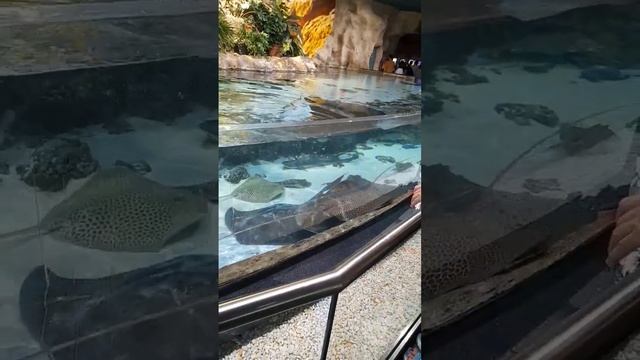 Скат наводит порядок #funny #москвариум смотреть онлайн