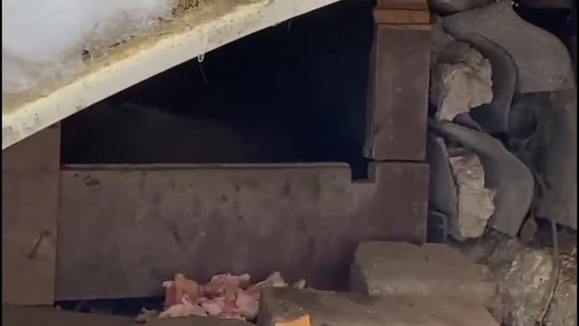 Кормим бездомных гаражных щенков. Собака Белка ощенилась. смотреть онлайн