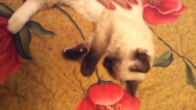 Соня-засоня. Спящий котенок смотреть онлайн