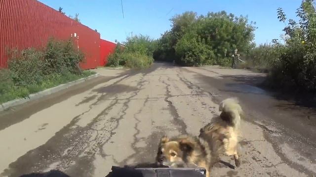 Перцовый баллончик против Собак-12 Перец. Город глазами велосипедиста #292 смотреть онлайн