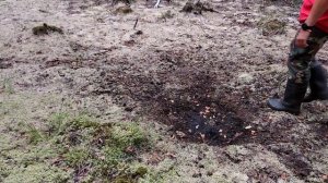 Охота на лося. Охота с тристенда с блочным луком.