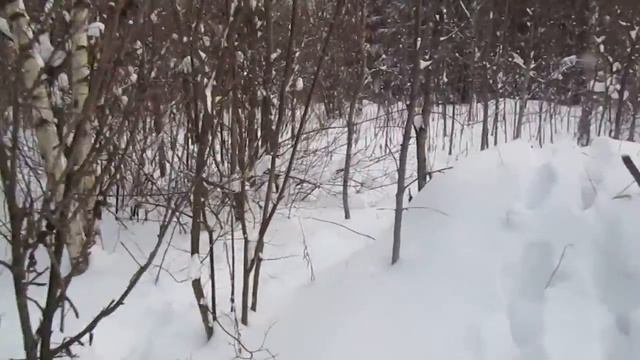 Подняли лося Айкины 15 мин преледования по глубокому снегу по следу смотреть онлайн