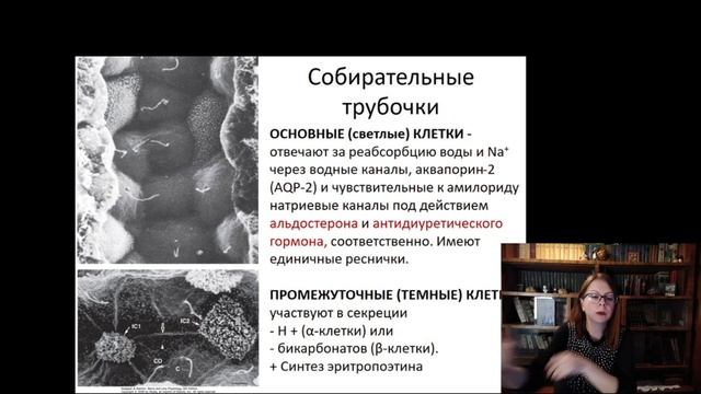 24. Выделительная система смотреть онлайн