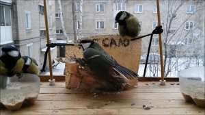 Чем нельзя кормить синичек Сало