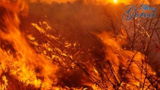 Стебель растения. Его строение и каким он бывает. смотреть онлайн