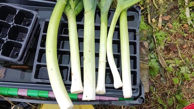 Лук порей 2023.