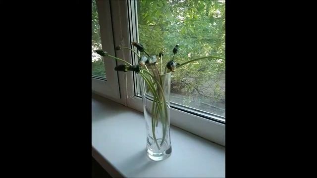 Как сушить одуванчики смотреть онлайн